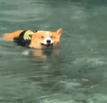 动图1.gif